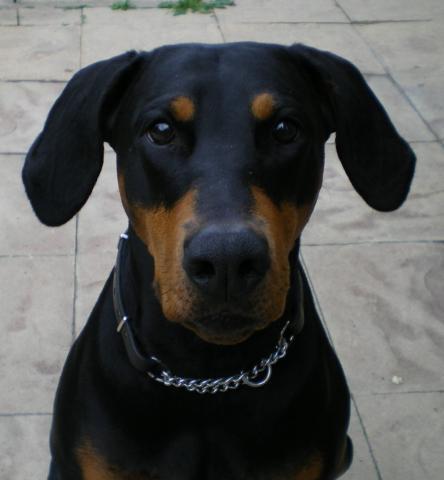 Rent Dobermann 1