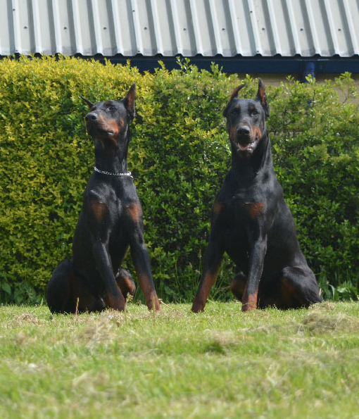 Rent Dobermanns