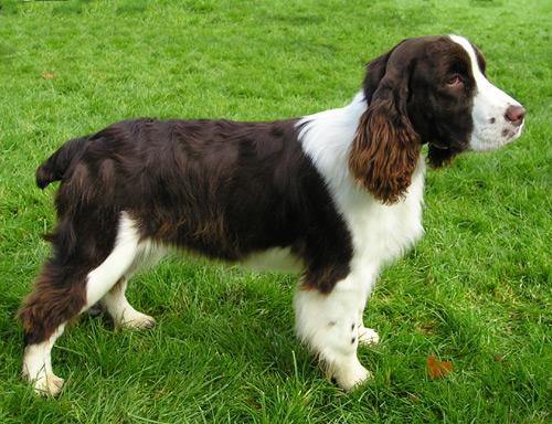 Rent English Springer Spaniel