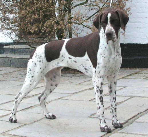 Rent English Pointer