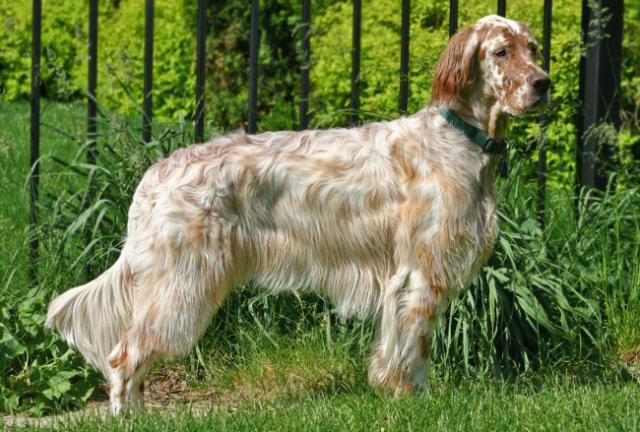 Rent English Setter