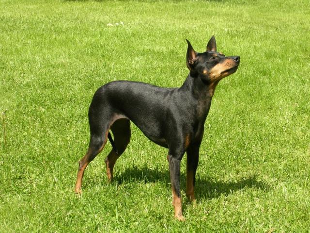 Rent English Toy Terrier