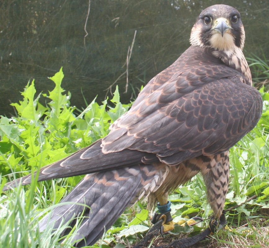Rent Falcon 1