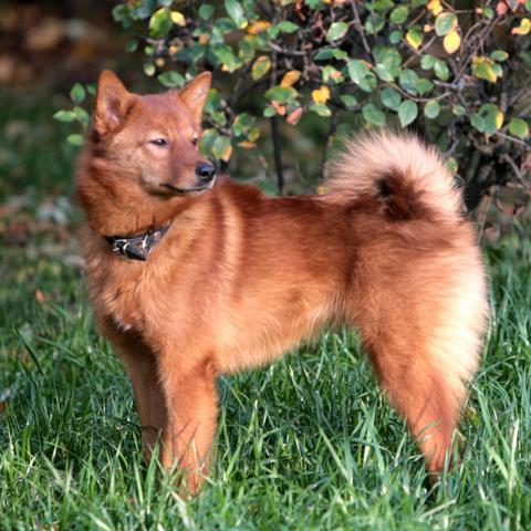 Rent Finnish Spitz