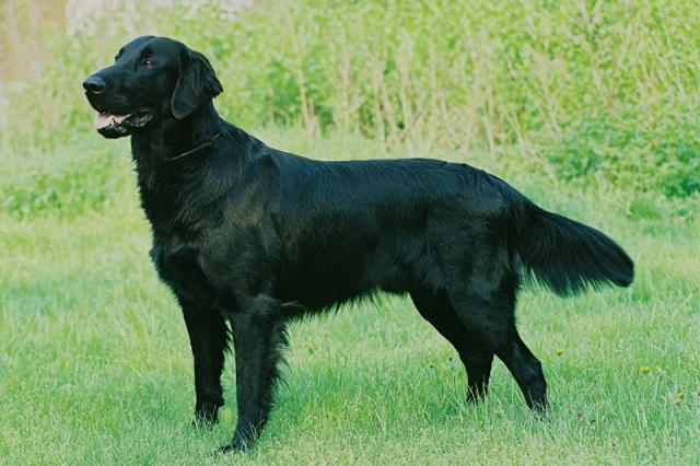 Rent Flat Coated Retriever