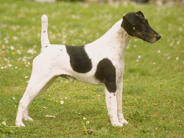 Rent Fox Terrier (Smooth)