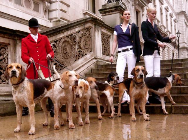 Rent Foxhounds