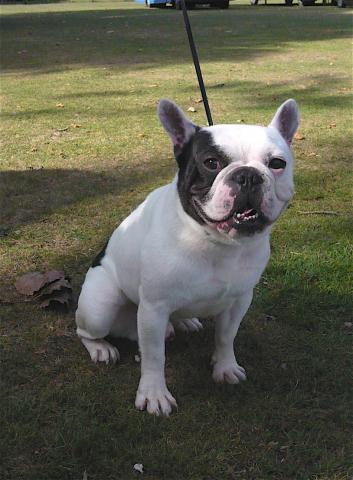 Rent French Bulldog 5