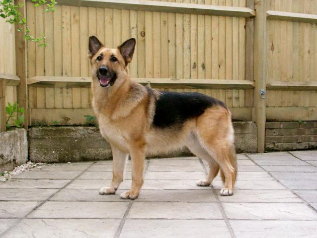 Rent German Shepherd 1