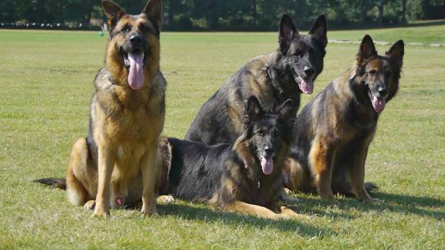 Rent German Shepherds