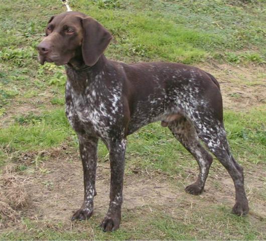 Rent German Shorthaired Pointer