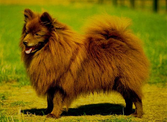 Rent German Spitz