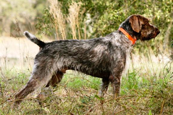 Rent German Wire Haired Pointer