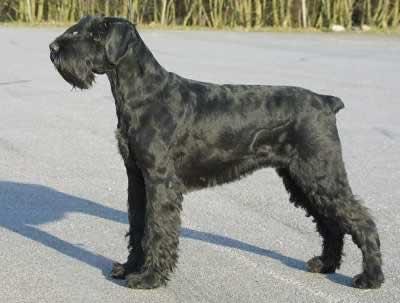 Rent Giant Schnauzer