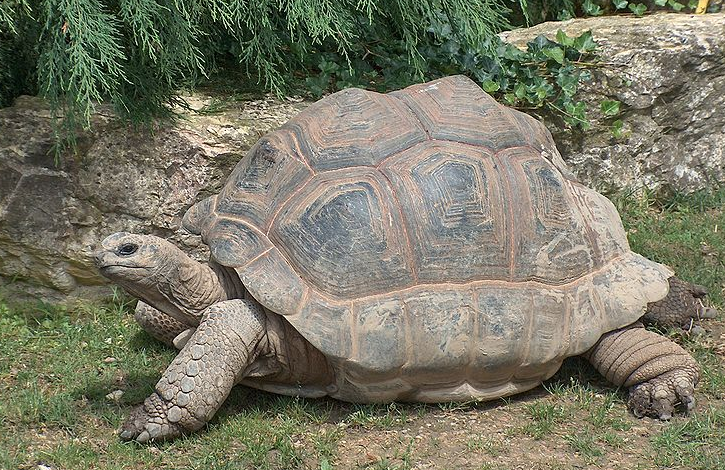 Rent Giant Tortoise