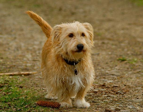 Rent Glen Of Imaal Terrier