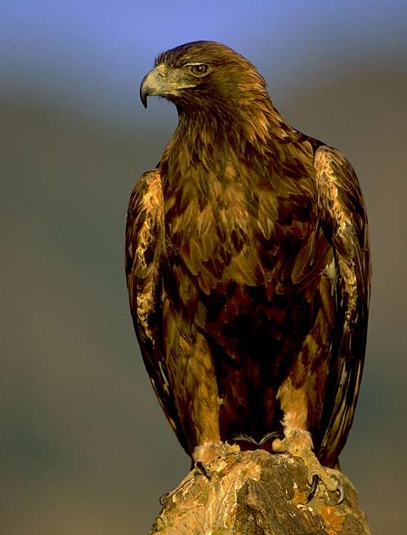 Rent Golden Eagle 4