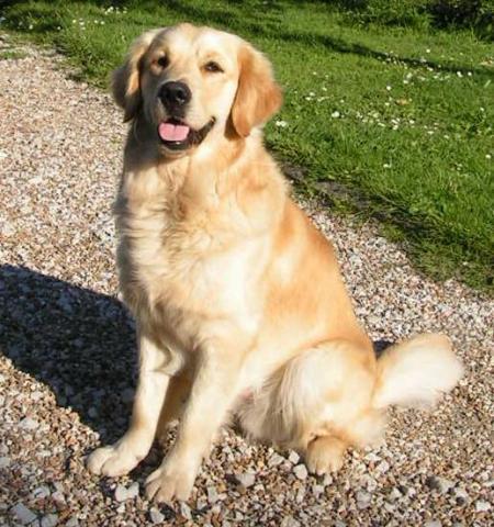 Rent Golden Retriever 1