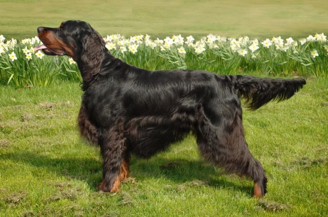 Rent Gordon Setter