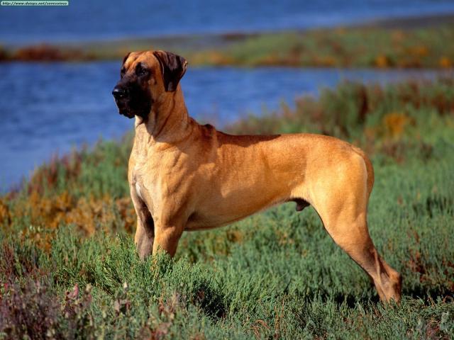 Rent Great Dane 2