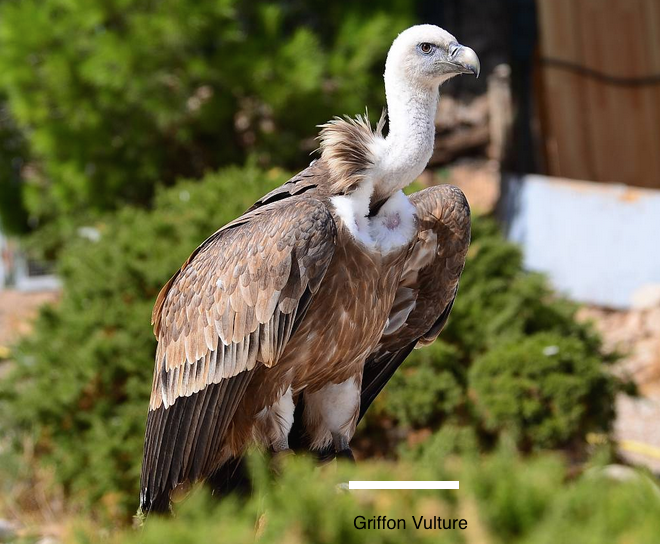 Rent Griffon Vulture