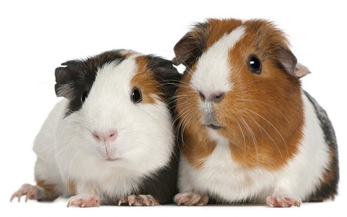 Rent Guinea Pigs