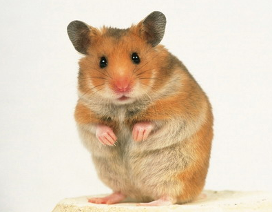 Rent Hamster 2