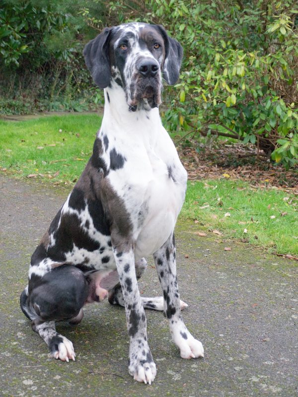 Rent Great Dane 3