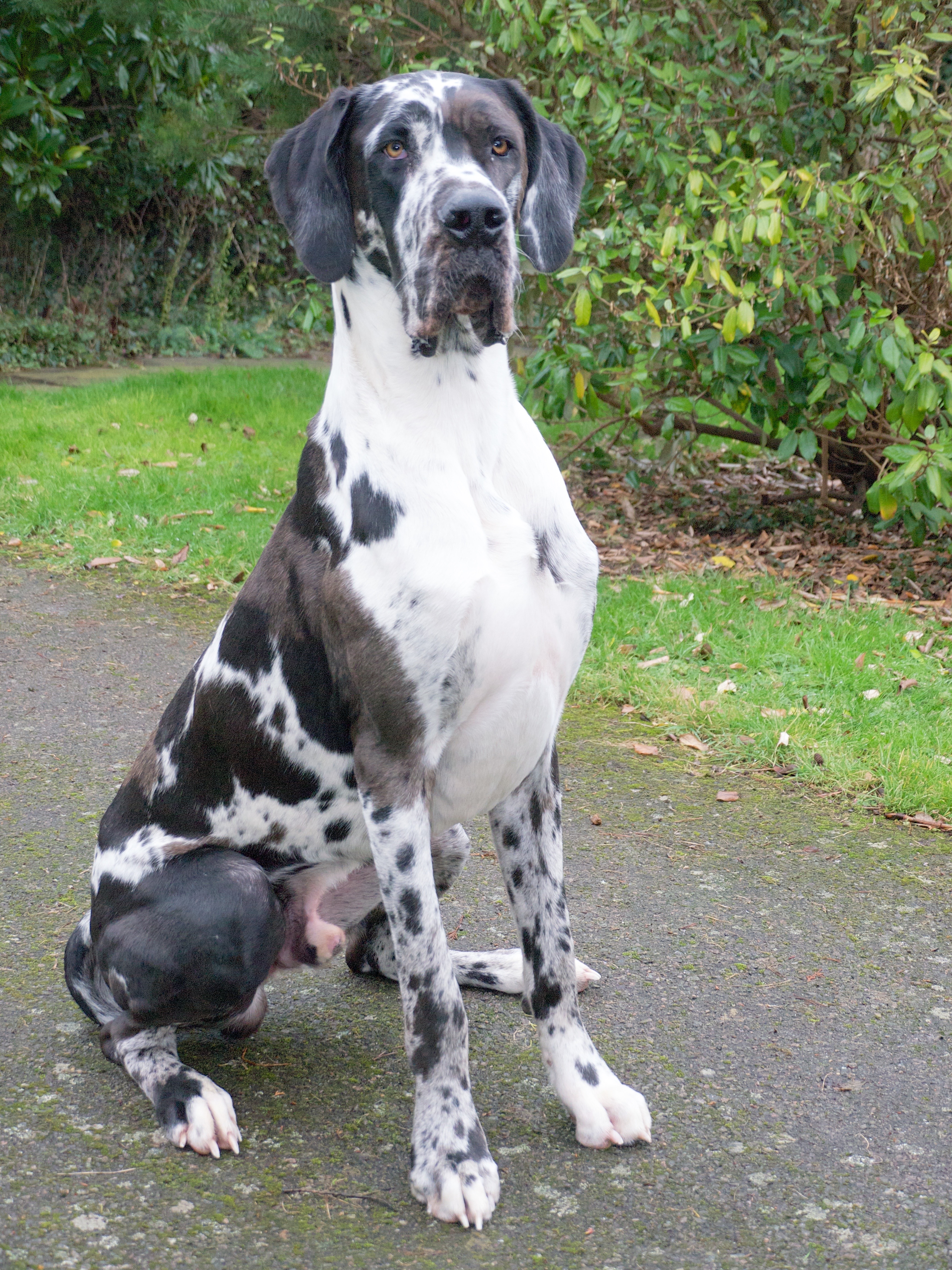 great dane long hair