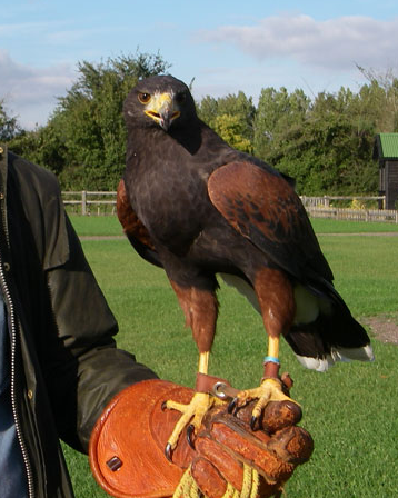 Rent Harris Hawk 2