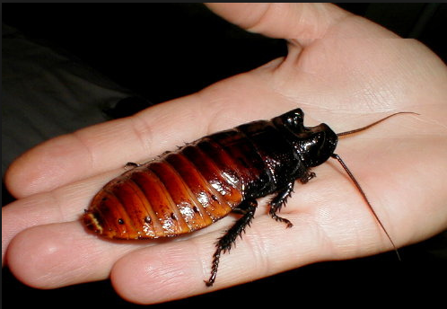 Rent Hissing Cockroach