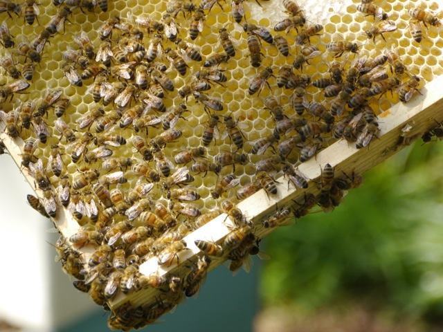 Rent Honey Bees