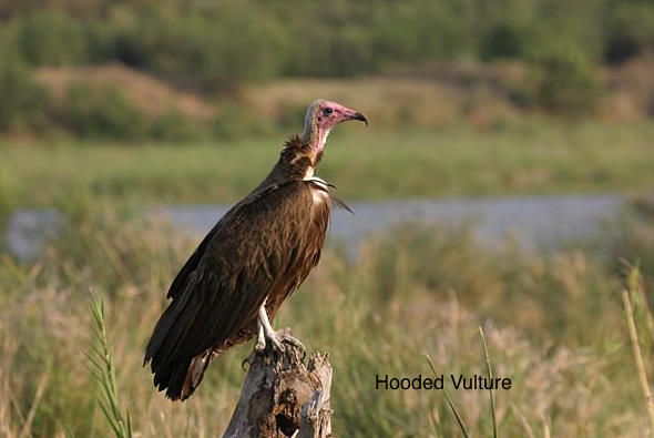 Rent Hooded Vulture