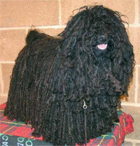 Rent Hungarian Puli