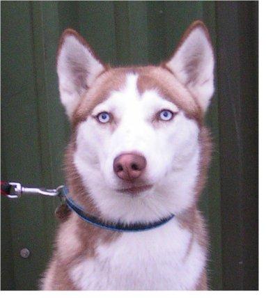 Rent Husky (Brown and White)