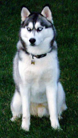 Rent Husky (Siberian)