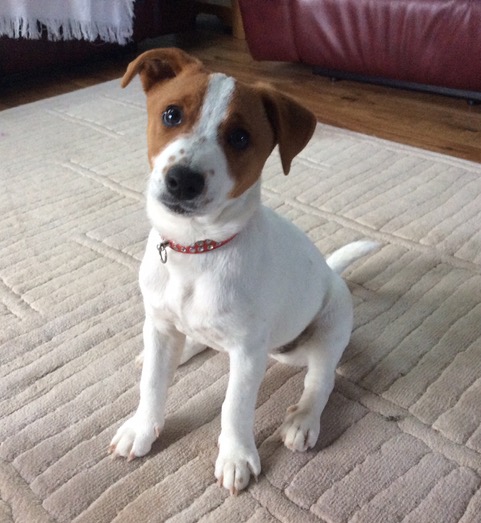 Rent Jack Russell