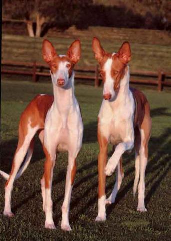 Rent Ibizan Hounds