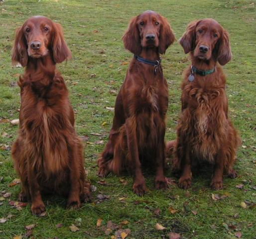 Rent Irish Setter