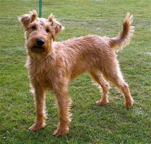 Rent Irish Terrier