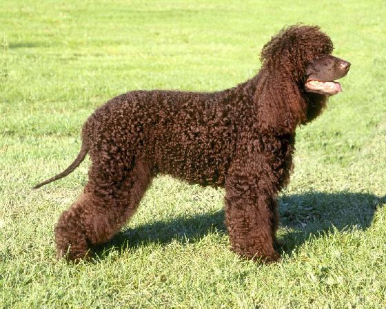 Rent Irish Water Spaniel