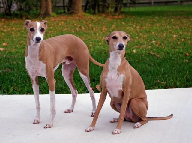 Rent Italian Greyhounds