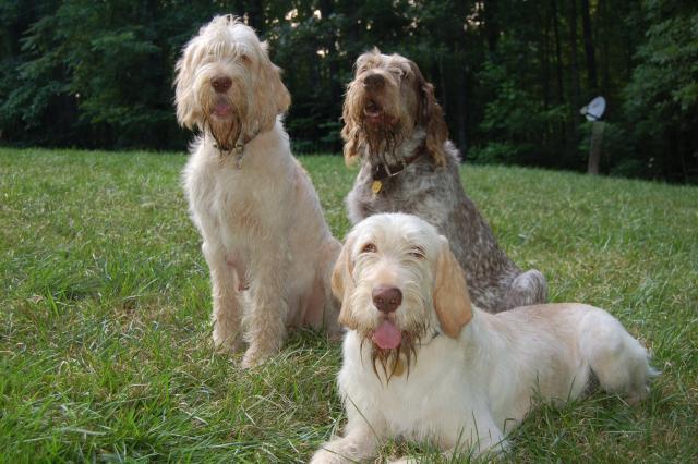 Rent Italian Spinone