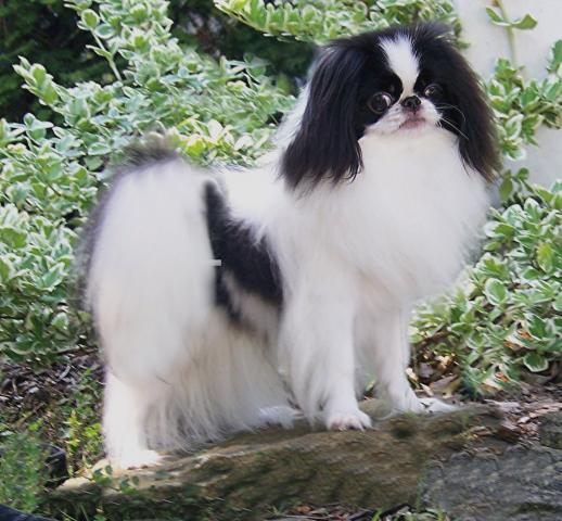 Rent Japanese Chin