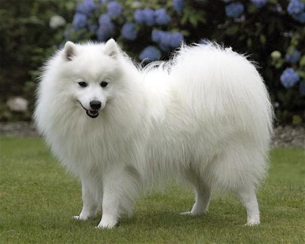 Rent Japanese Spitz