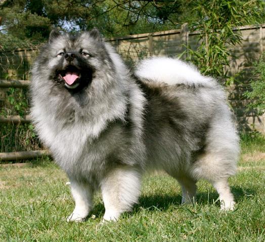 Rent Keeshond