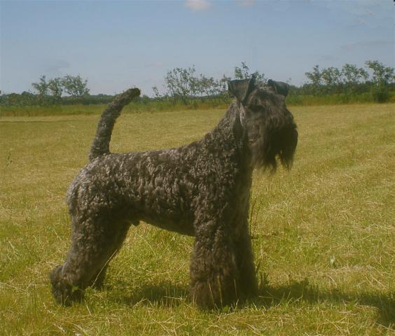 Rent Kerry Blue Terrier