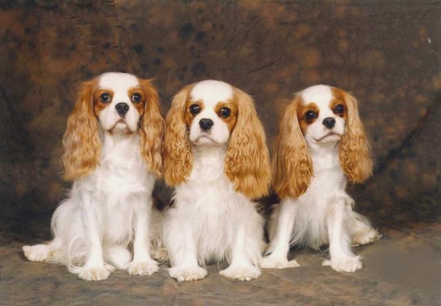 Rent King Charles Spaniels