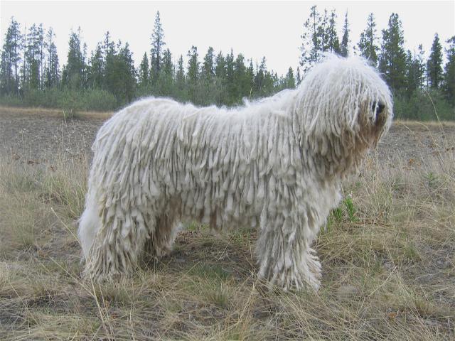 Rent Komondor