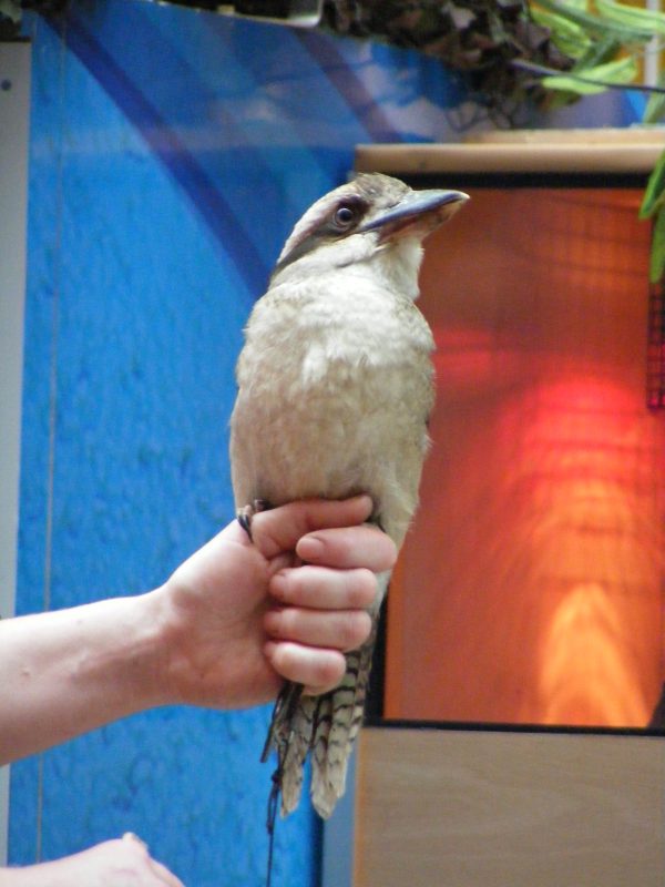 Rent Kookaburra